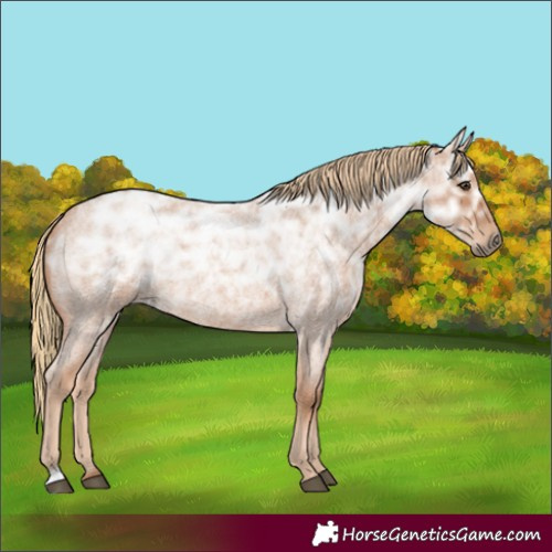 Horse Color:Red Ice Roan Rabicano 