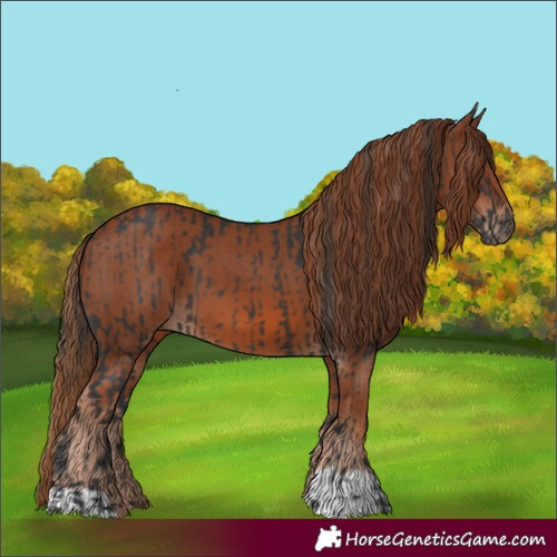Horse Color:Black  and Chestnut 