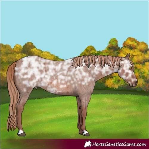 Horse Color:Red Ice Roan Rabicano 