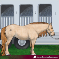 Horse Color:Red Dun Roan 
