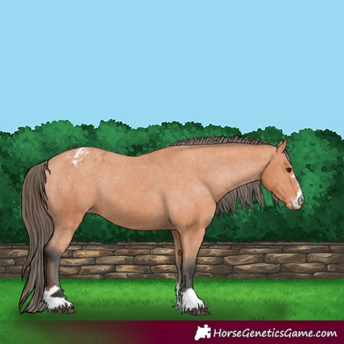 Horse Color:Bay Appaloosa 
