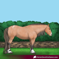 Horse Color:Bay Appaloosa 