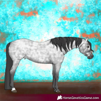 Horse Color:Blue Ice Roan Rabicano