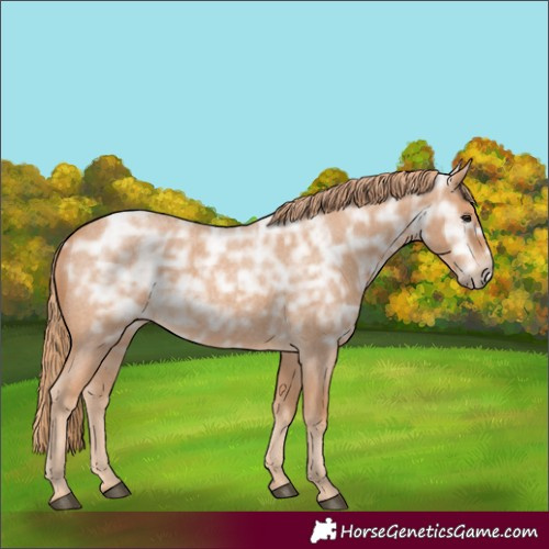 Horse Color:Red Ice Roan Rabicano 