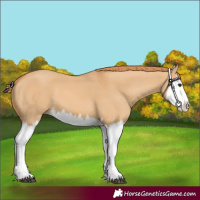 Horse Color:Red Dun Splash 
