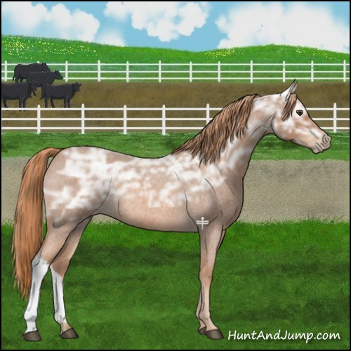 Horse Color:Red Ice Roan Rabicano 