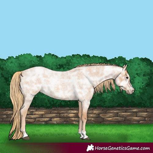 Horse Color:Red Ice Roan Rabicano 