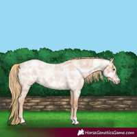 Horse Color:Red Ice Roan Rabicano 