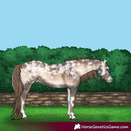 Horse Color:Liver Red Onyx Ice Rabicano 