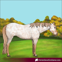 Horse Color:Red Ice Roan Rabicano 