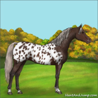 Horse Color:Silver Brown Tobiano Blanket 