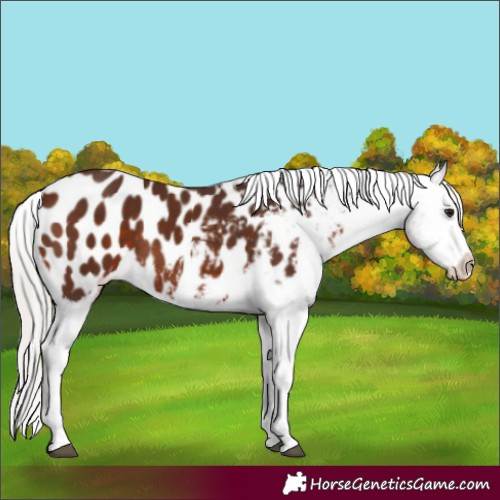 Horse Color:Silver Brown Tobiano Appaloosa 