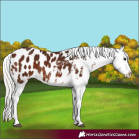 Horse Color:Silver Brown Tobiano Appaloosa