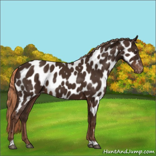 Horse Color:Liver Chestnut Tobiano Appaloosa 