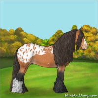 Horse Color:Bay Appaloosa 