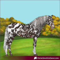 Horse Color:White Spotted Silver Brown Tobiano Appaloosa