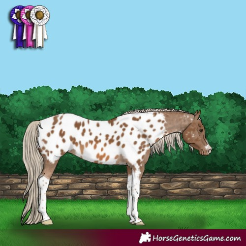 Horse Color:Chocolate Palomino Tobiano Near Leopard 