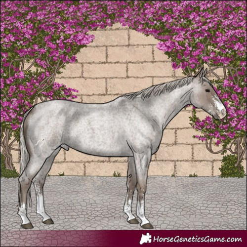 Horse Color:Silver Blue Roan Sabino 