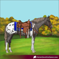 Horse Color:Liver Chestnut Tobiano Appaloosa