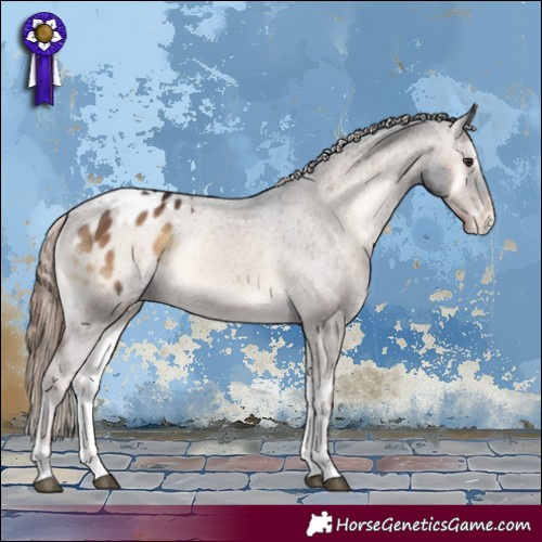 Horse Color:Liver Red Onyx Tobiano Appaloosa 