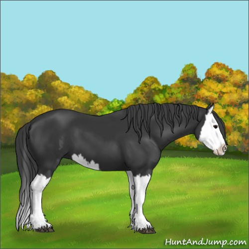 Horse Color:Black Splash