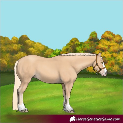 Horse Color:Gold Champagne 