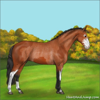 Horse Color:Bay Sabino Rabicano and Bay Sabino Rabicano