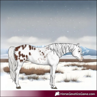 Horse Color:Silver Brown Tobiano Blanket 