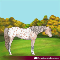 Horse Color:Bay Appaloosa 