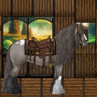 Horse Color:Grullo Appaloosa 