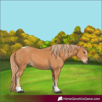 Horse Color:Chestnut Tobiano Rabicano 