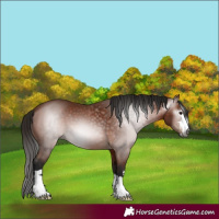 Horse Color:Gray Bay 
