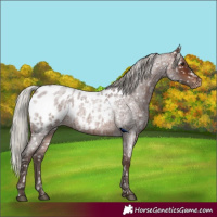 Horse Color:Silver Brown Roan Appaloosa 