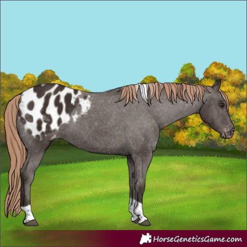 Horse Color:Liver Chestnut Tobiano Appaloosa 