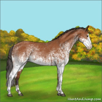 Horse Color:White Spotted Bay Splash and White Spotted Bay Splash
