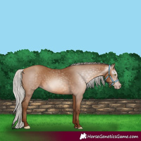 Horse Color:Gray Silver Sable Champagne 