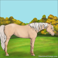 Horse Color:Gray Silver Perlino 