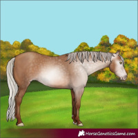 Horse Color:Gray Silver Sable Champagne 