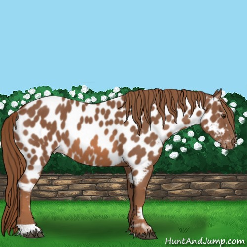 Horse Color:Chestnut Near Leopard