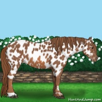 Horse Color:Chestnut Near Leopard 