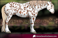 Horse Color:Chestnut Near Leopard 
