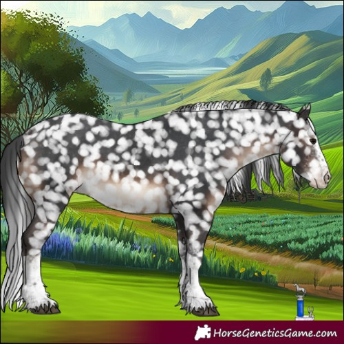 Horse Color:White Spotted Brown Appaloosa 
