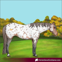 Horse Color:Bay Near Leopard Rabicano 