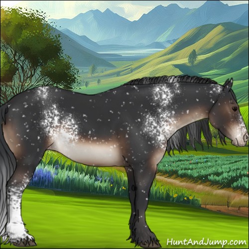 Horse Color:White Spotted Brown Appaloosa 