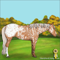 Horse Color:Silver Bay Appaloosa  and Silver Bay Appaloosa 