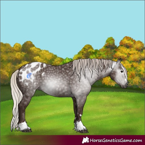 Horse Color:Gray Silver Black Blanket 