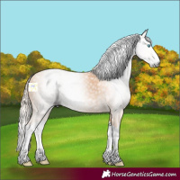 Horse Color:Gray Cremello Splash 