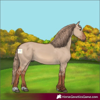 Horse Color:Red Dun 