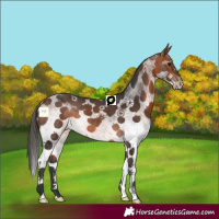 Horse Color:White Spotted Bay 