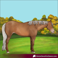 Horse Color:Gray Silver Sable Champagne 